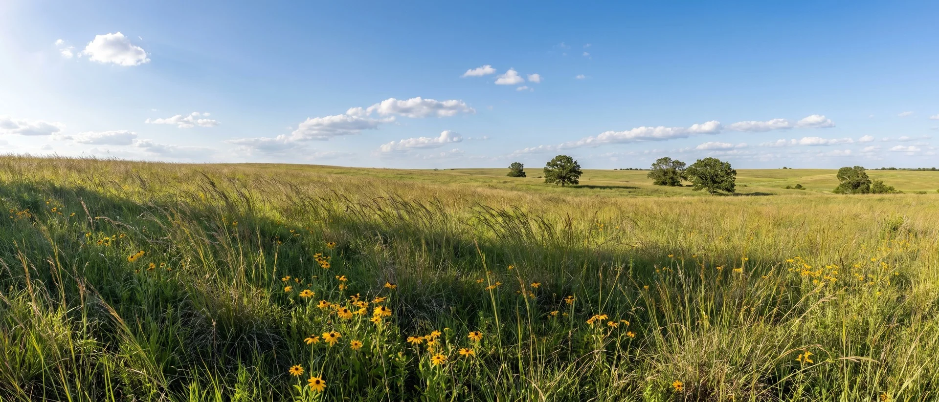 Open prairie meadow with native grasses under a blue sky